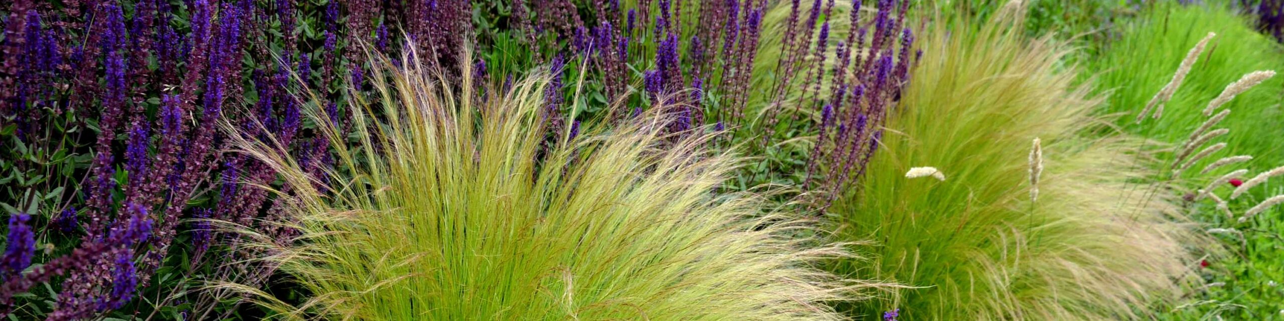 Learn How to Grow Grasses, Rushes, and Sedges
