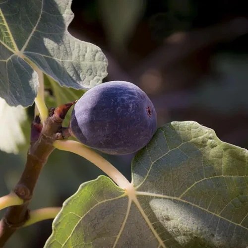 A close up square image of a ripe &lsquo;Hardy Chicago&rsquo; fig ready for harvest.