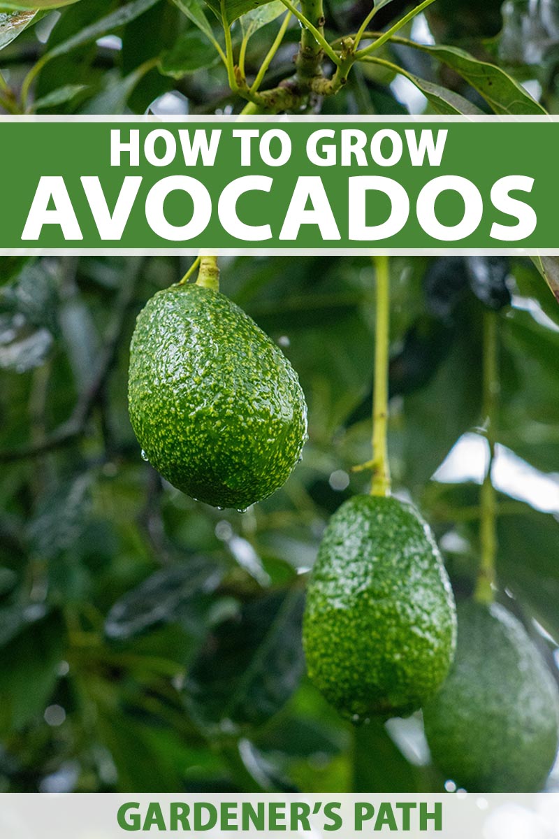 How to Grow and Care for Avocado Trees Fyndomo