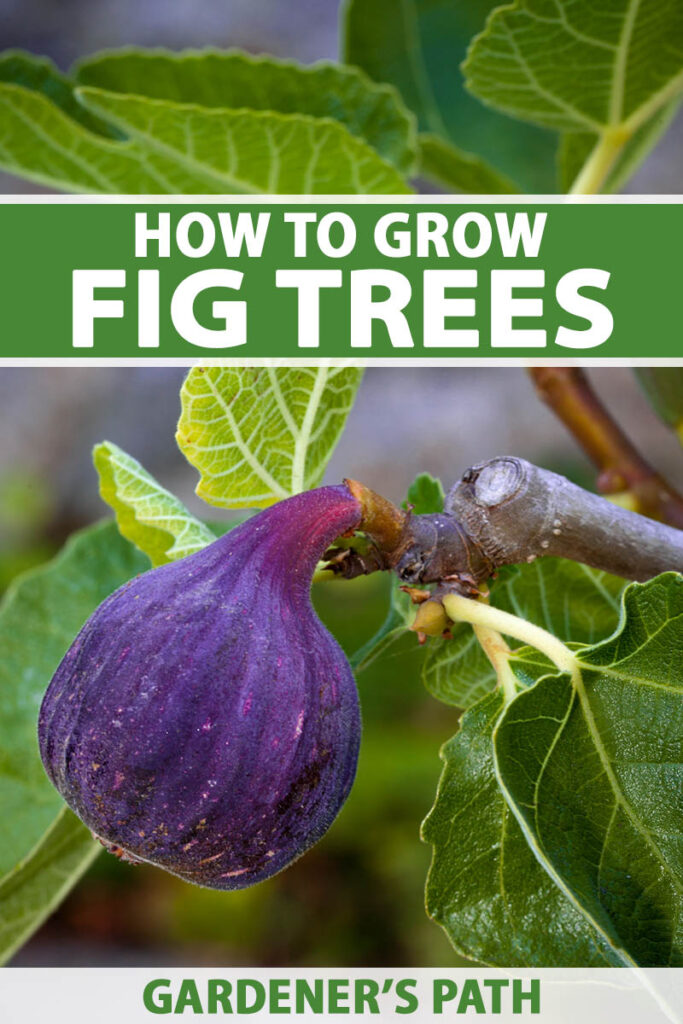 The right way to Develop a Fig Tree in Your Yard Heart Sleeve Share