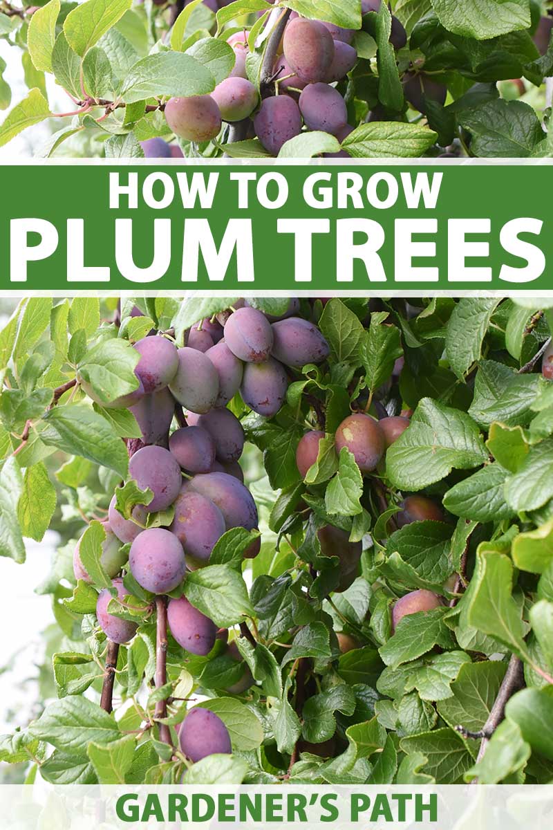 How to Grow and Care for Plum Trees Gardener’s Path
