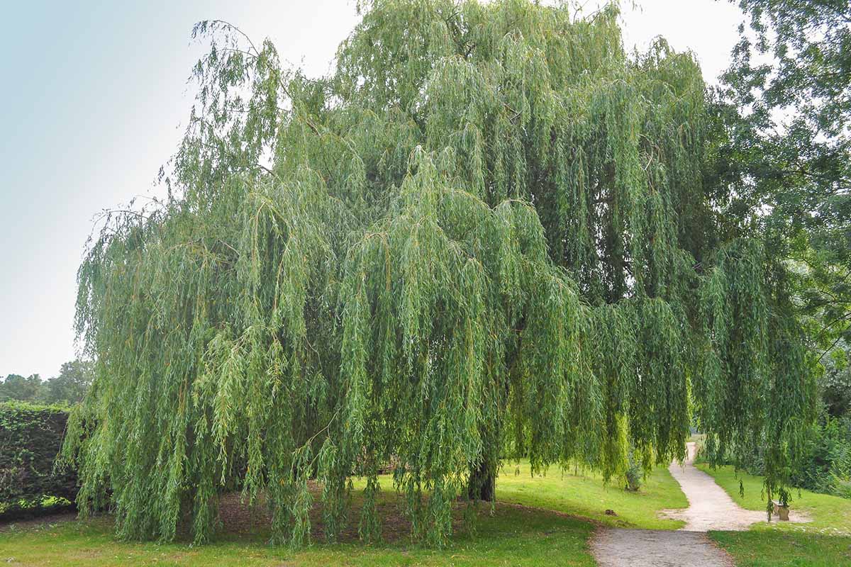 How to Grow and Care for Willow Trees Gardener’s Path