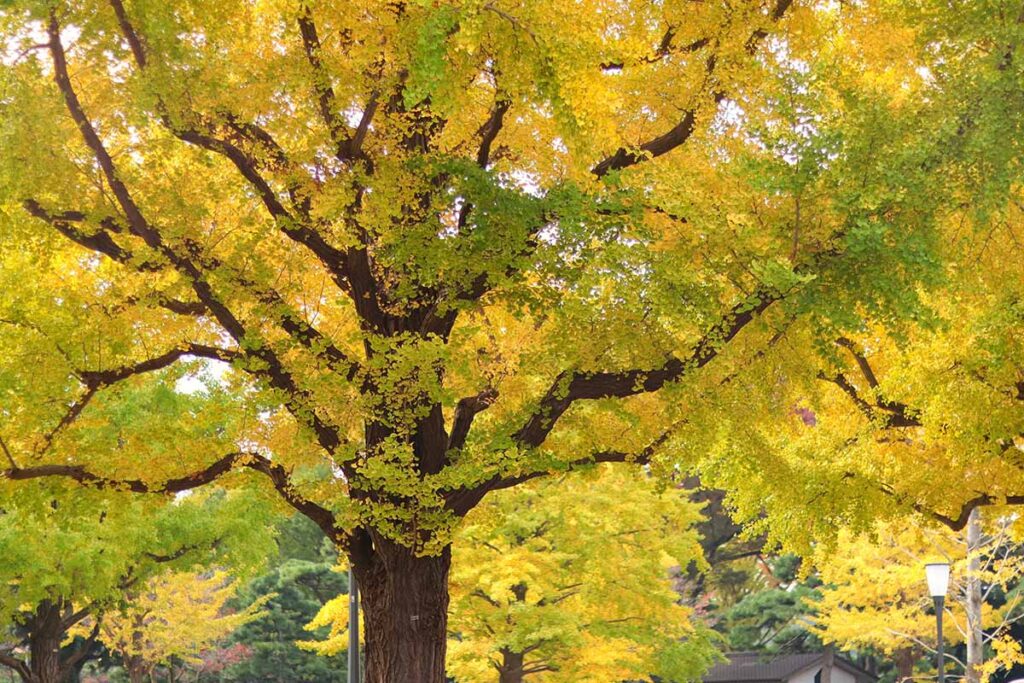What’s the Difference Between Male and Female Ginkgo Trees?