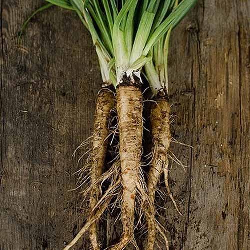 A close up square image of Tragopogon porrifolius ‘Mammoth Sandwich Island’ roots and stems set on a wooden surface.