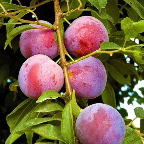 How to Grow and Care for Plum Trees Gardener’s Path