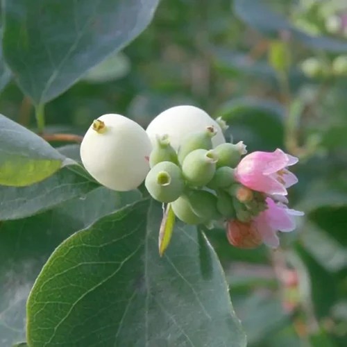 A close up square image of the flowers and berries of Symphoricarpos albus, the native snowberry, pictured on a soft focus background.
