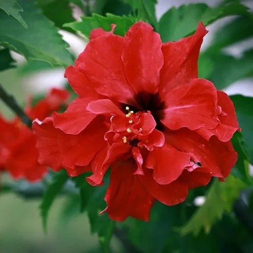 A close up of a single &lsquo;Red Dragon&rsquo; hibiscus flower pictured on a a soft focus background.