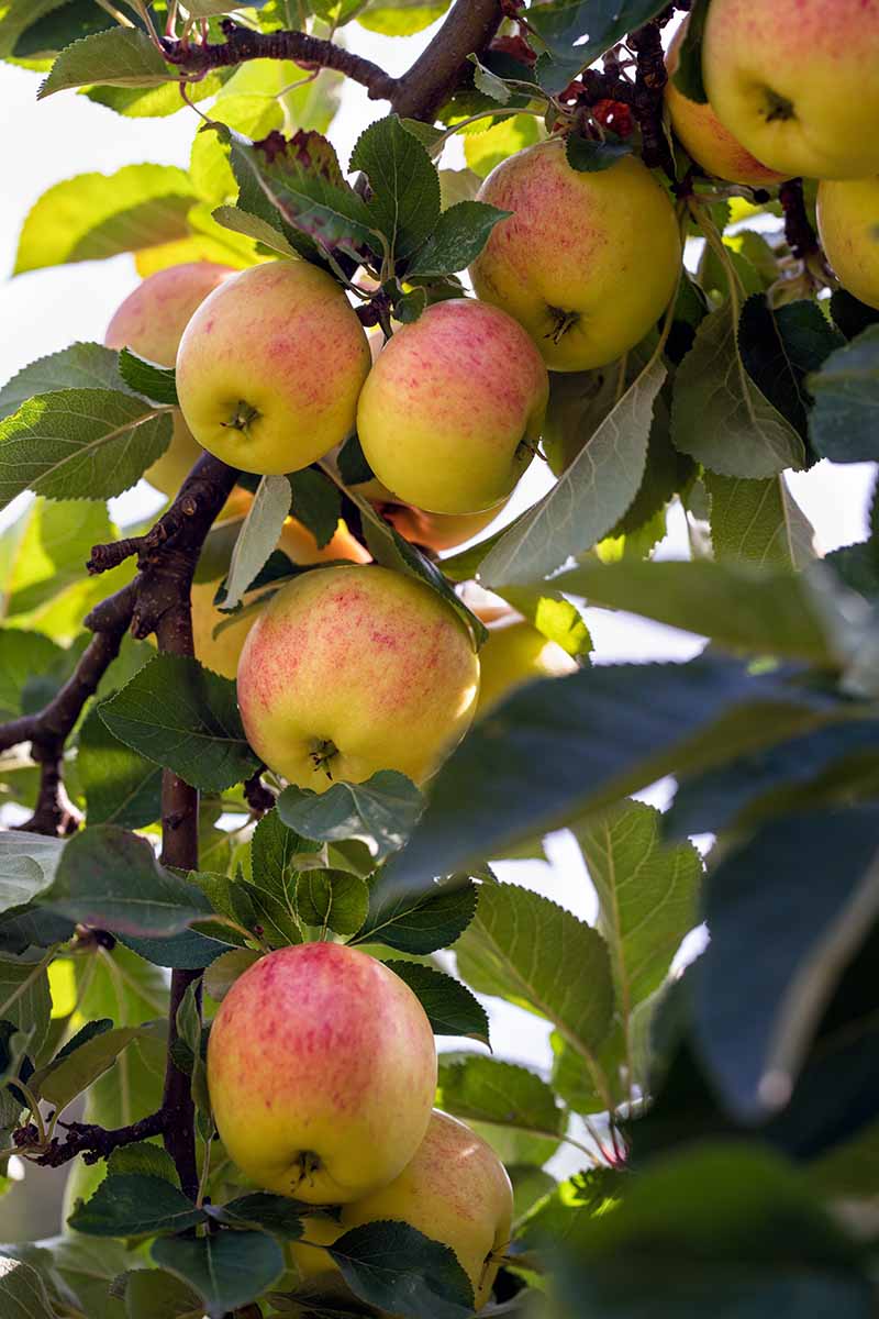 How to Water Apple Trees Gardener’s Path