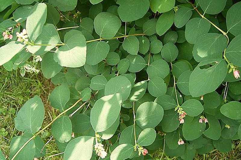 A close up horizontal image of the foliage of Symphoricarpos albus aka snowberry growing in the garden.