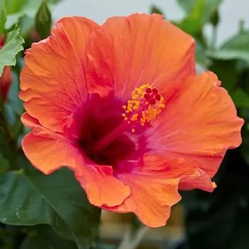 A square image of a single &lsquo;Starlette&rsquo; hibiscus flower pictured on a soft focus background.