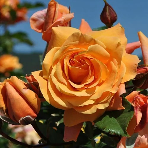 A close up of a single Tangerine Skies Arborose flower growing in the garden pictured in bright sunshine.