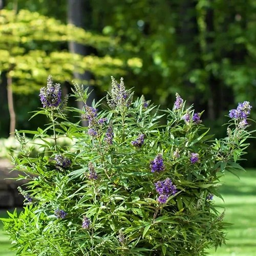 A square image of Vitex agnus-castus &lsquo;Blue Puffball&rsquo; growing in the garden pictured in light sunshine on a soft focus background.