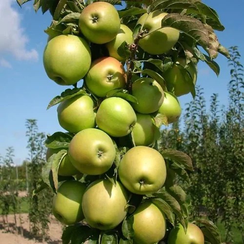 A close up square image of ‘Blushing Delight’ with ripe green apples pictured in bright sunshine on a blue sky background.