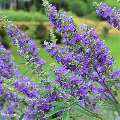 A close up square image of the purple flowers of a chaste tree pictured on a soft focus background.