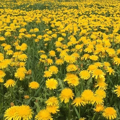 A square image of a field of dandelions with bright yellow flowers.