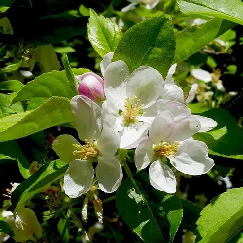 A square image of the flowers of ‘Garden Delicious’ pictured in bright sunshine.