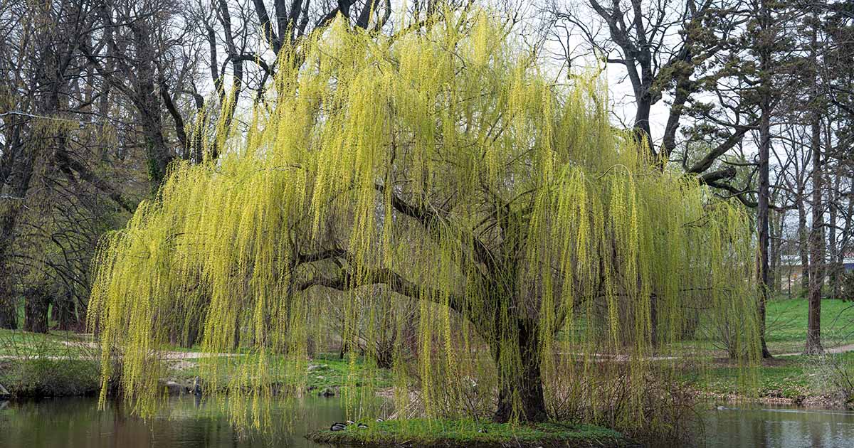 How to Grow and Care for Weeping Willows Gardener’s Path