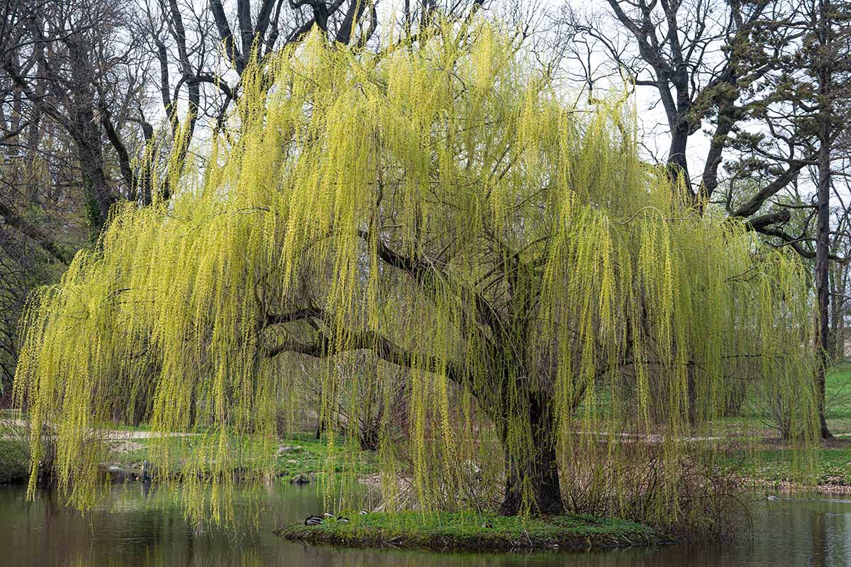 How to Grow and Care for Weeping Willows Gardener’s Path