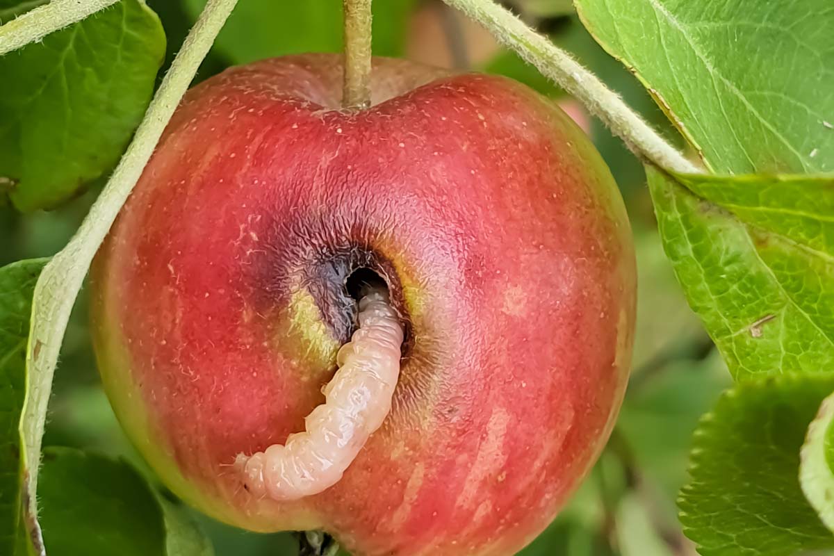 Why Are There No Flowers On My Apple Tree at Mercedes Caldwell blog