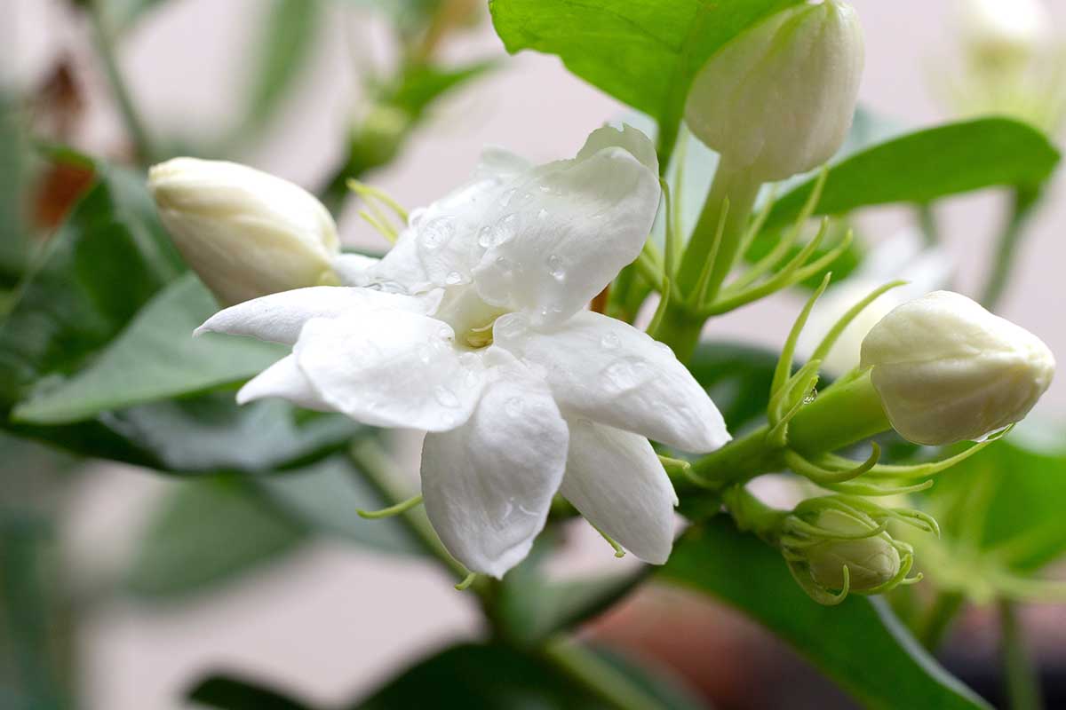 How to Identify and Treat 7 Jasmine Diseases Gardener’s Path