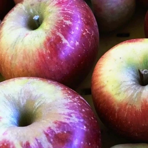 A close up of three ‘Melrose’ apples set on a wooden surface.