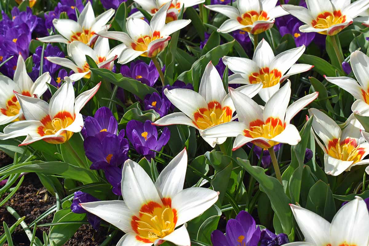 A horizontal closeup of colorful tulips blooming in the Netherlands in spring.