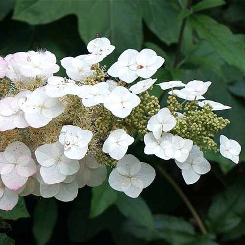 A close up of a &lsquo;Pee Wee&rsquo; oaklaf hydrangea flower growing in the garden with foliage in soft focus in the background.