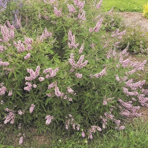 A square image of Vitex agnus-castus &lsquo;Pink Pinnacle&rsquo; growing in the garden.