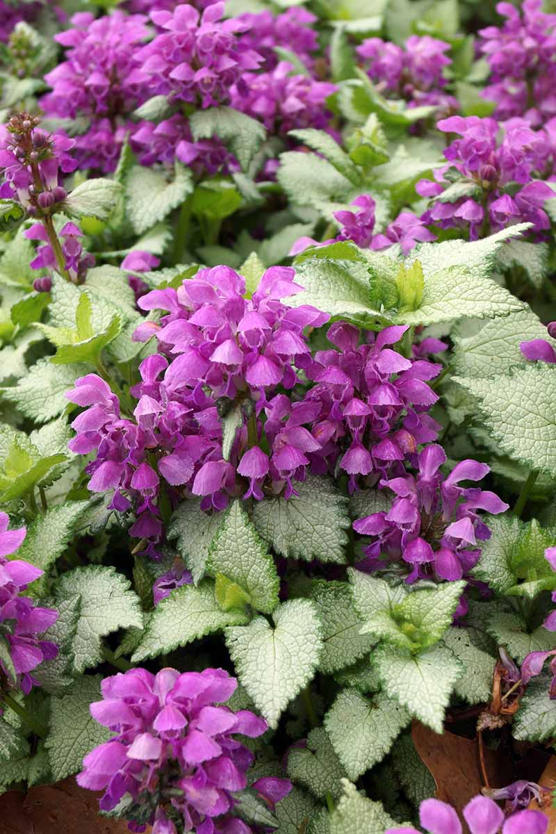 A close up vertical image of &lsquo;Purple Dragon&rsquo; deadnettles growing in the garden.