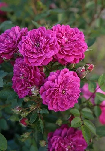 A close up of Vigorosa Purple Rain flowers growing in the garden.
