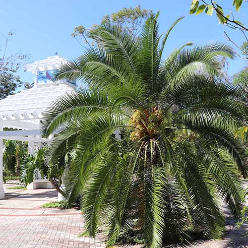 A square image of a pygmy date palm with paving around it and a pergola in the background.