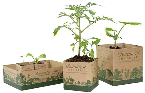 A close up of different sized paper pots with seedlings.