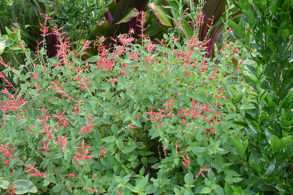 How to Grow and Care for Pineapple Sage Gardener’s Path