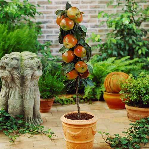 A square image of ‘Scarlet Sentinel’ growing in a small terra cotta pot on a patio.