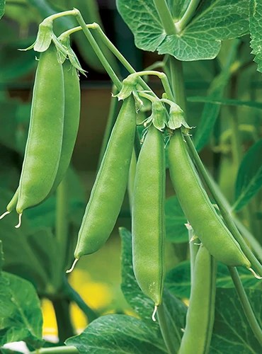 A close up of ‘Sugar Snap’ peas growing in the garden pictured on a soft focus background.