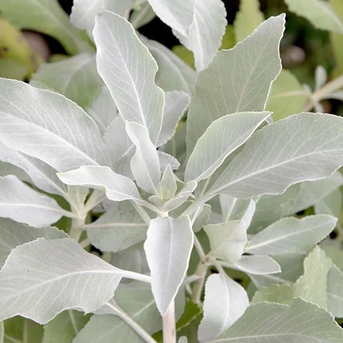 How to Grow and Use White Sage Gardener’s Path
