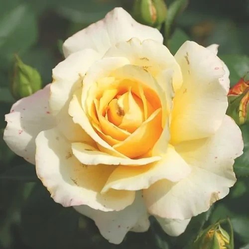A close up square image of a single Eleganza Winter Sun flower pictured on a soft focus background.