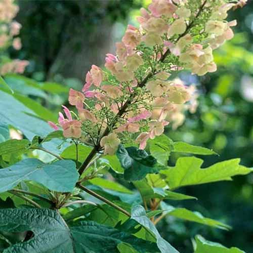 A close up square image of the flowers and foliage of an oakleaf hydrangea pictured on a soft focus background.