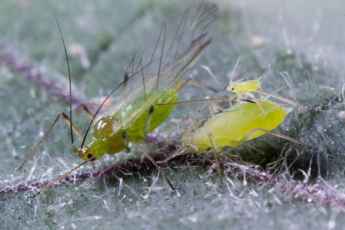 A close up horizontal image of aphids in high magnification.