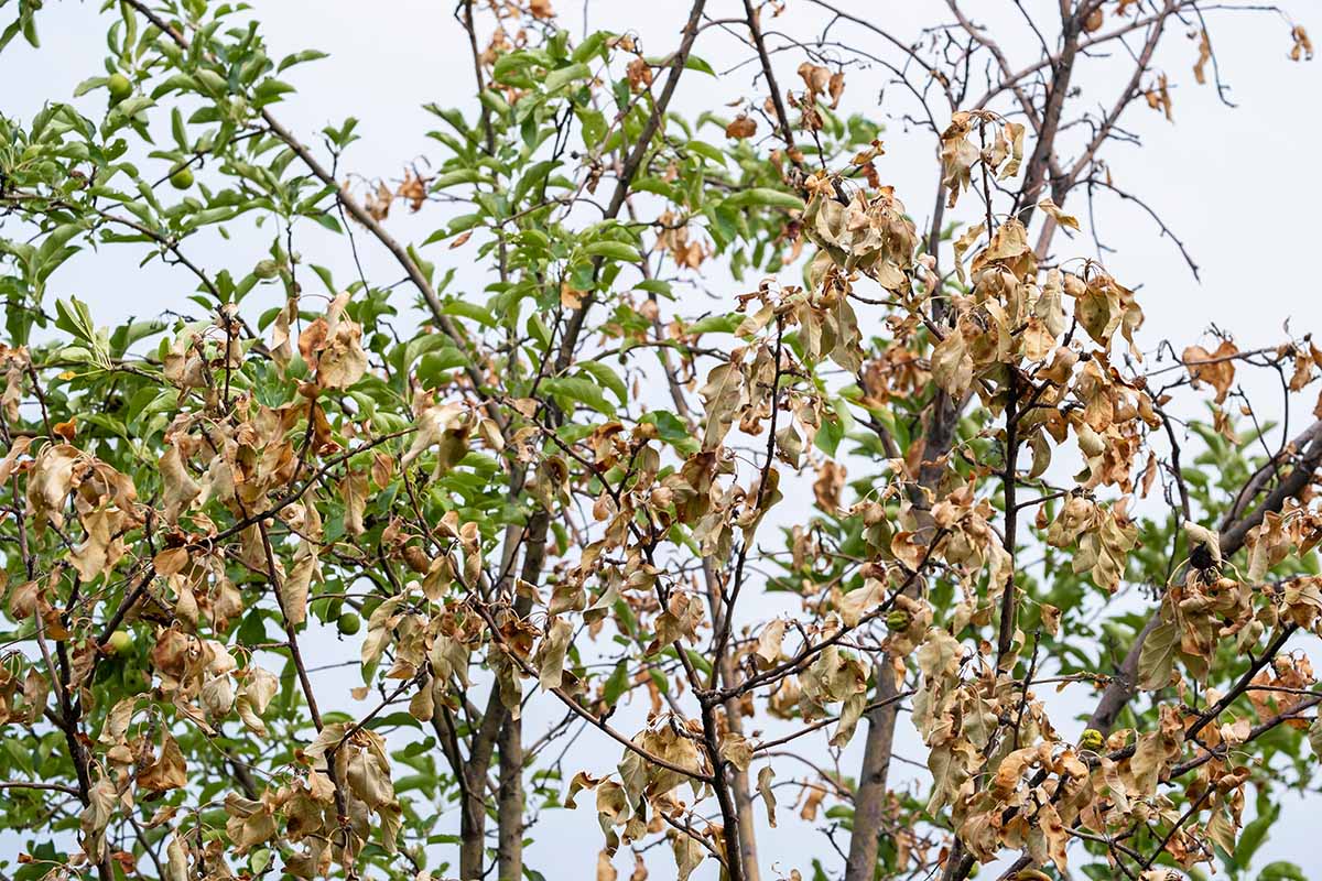 A horizontal image of the branches of a tree infected with fireblight.