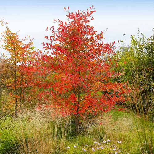 A square image of &lsquo;Autumn Brilliance&rsquo; serviceberry tree growing in the landscape with red autumn foliage.