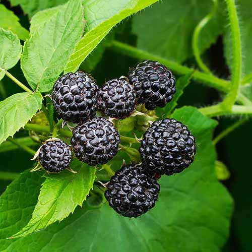 A close up of a cluster of fruits of &lsquo;Cumberland Black&rsquo; raspberries growing in the garden.