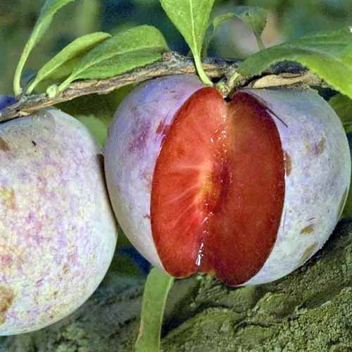 A close up of a Dapple Dandy Pluot with a slice taken out of it.
