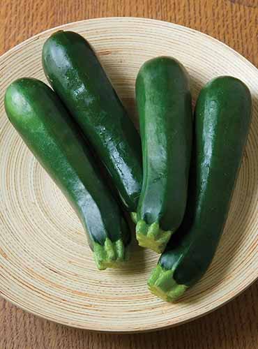A close up of &lsquo;Elite&rsquo; zucchini fruits, freshly harvested and set on a beige plate.