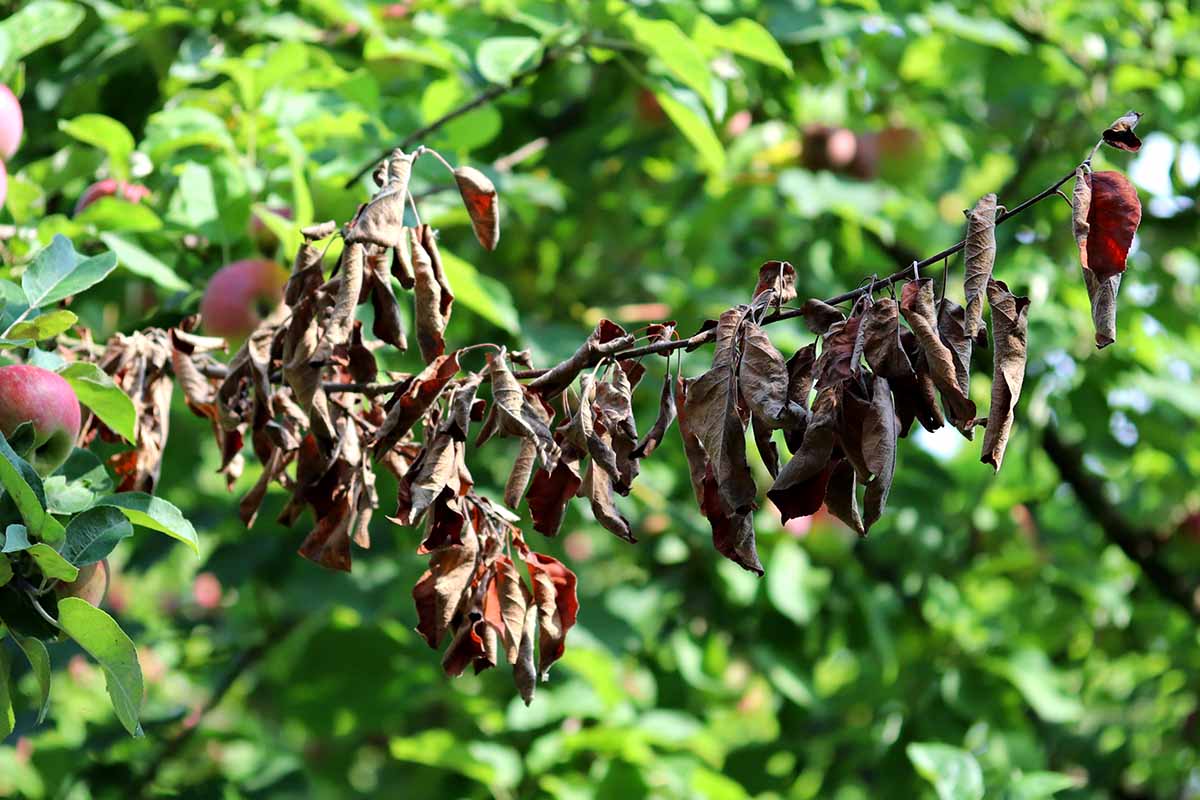 A close up horizontal image of the branch of an apple tree showing symptoms of fireblight.