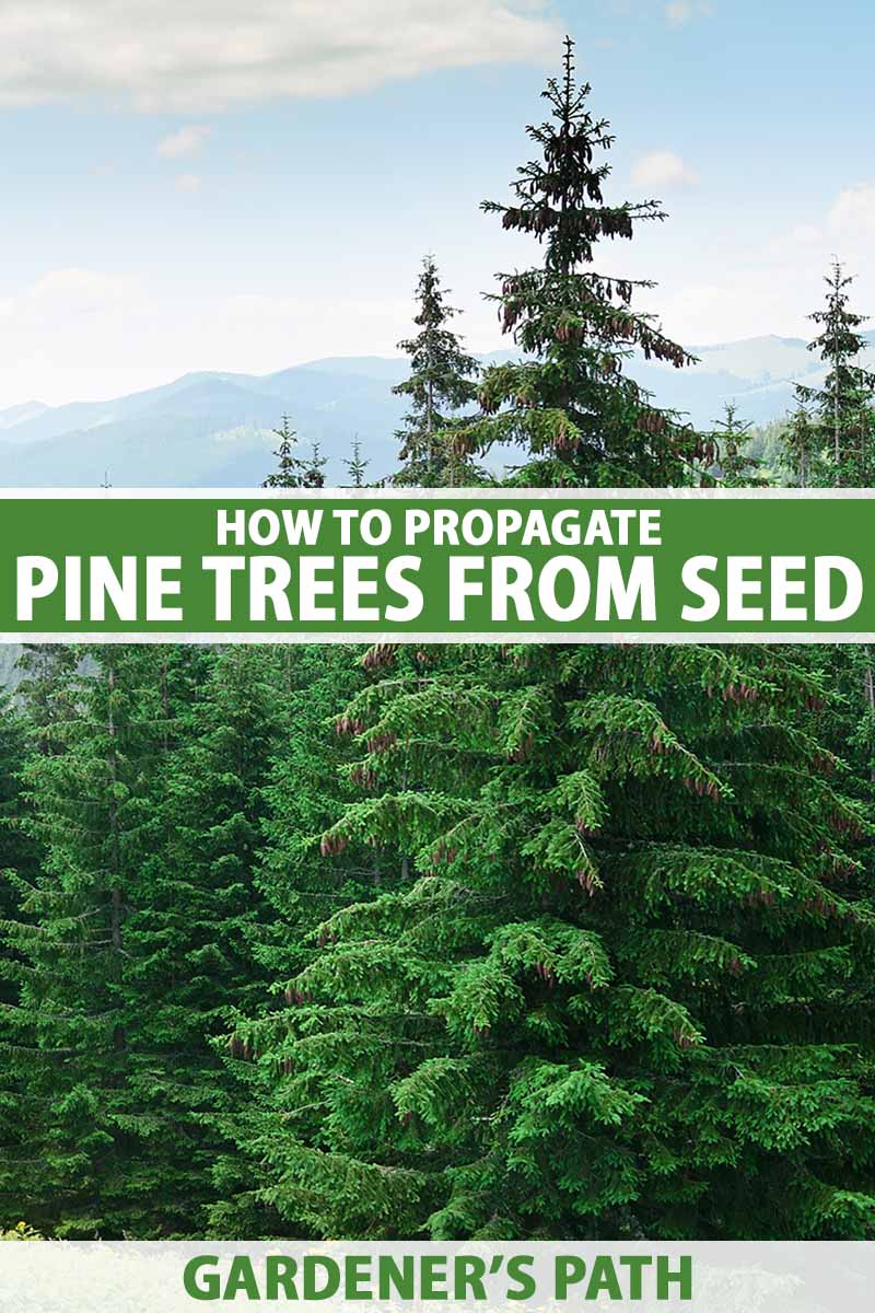 A vertical image of a pine forest with mountains and sky in the background. To the center and bottom of the frame is green and white printed text.