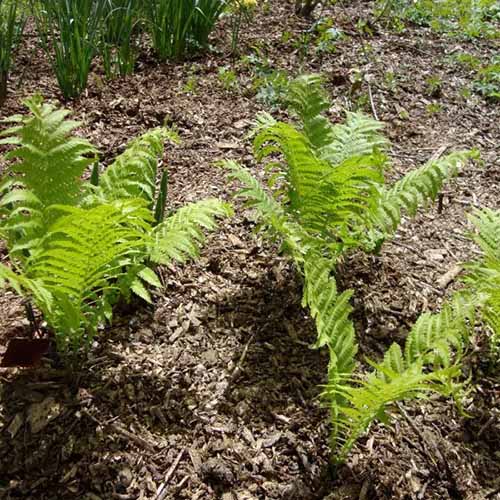 A close up square image of ostrich ferns growing in the garden.