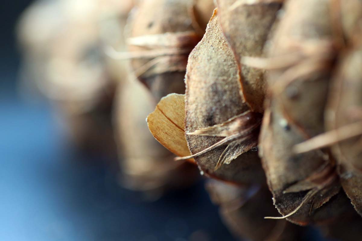 A close up horizontal image of a seed inside a pine cone pictured on a soft focus background.