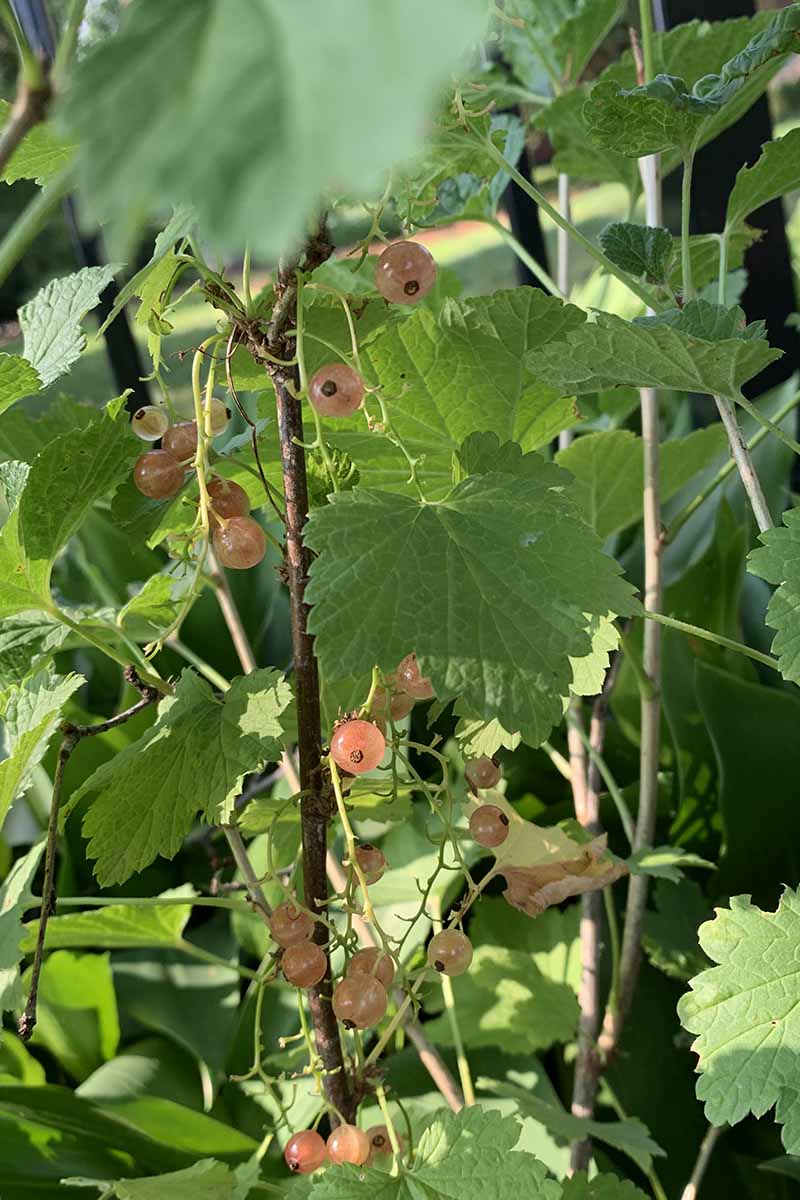A close up vertical image of &lsquo;Pink Champagne&rsquo; currants growing in the garden.