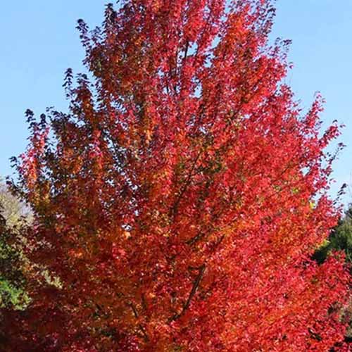 A square image of the bright red foliage of a &lsquo;Red Pointe&rsquo; maple tree.